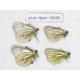 Aporia martineti martineti. China, Sichuan, Dege county. 4M. Pier-Apor-18103.