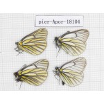 Aporia martineti martineti. China, Sichuan, Dege county. 4M. Pier-Apor-18104.