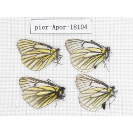 Aporia martineti martineti. China, Sichuan, Dege county. 4M. Pier-Apor-18104.