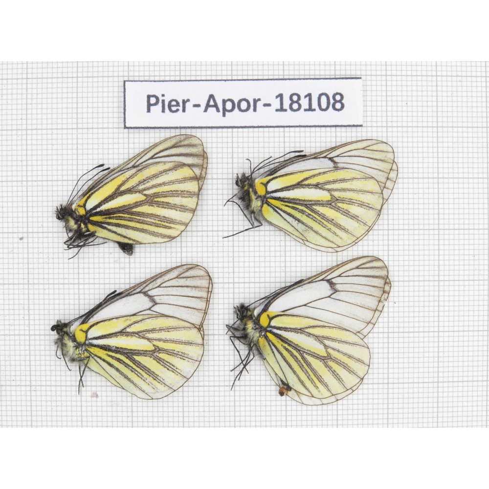 Aporia martineti martineti. China, Sichuan, Dege county. 4M. Pier-Apor-18108.