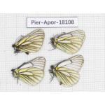 Aporia martineti martineti. China, Sichuan, Dege county. 4M. Pier-Apor-18108.
