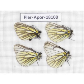 Aporia martineti martineti. China, Sichuan, Dege county. 4M. Pier-Apor-18108.