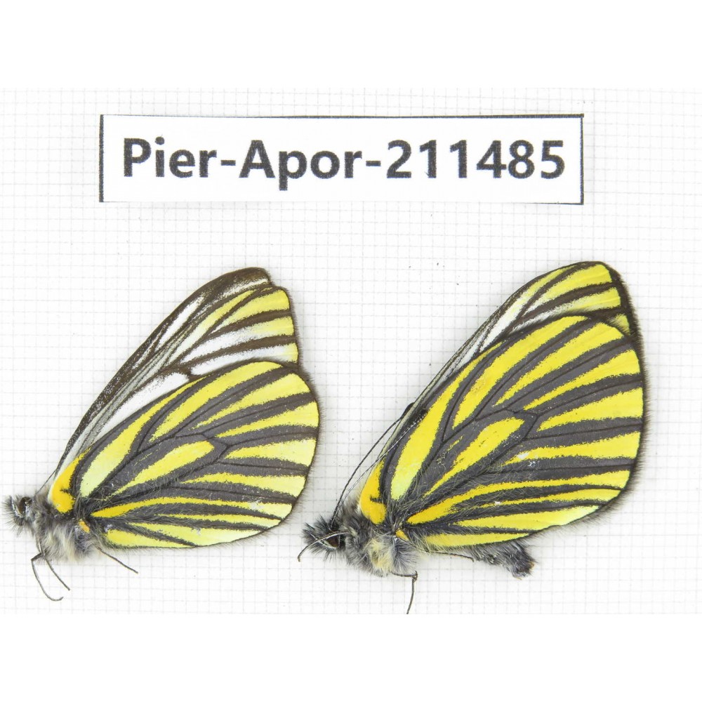 Aporia martineti martineti. China, Sichuan, Ganzi, S Slop of Mt.Gonggashan. 2M. Pier-Apor-211485.