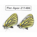Aporia martineti martineti. China, Sichuan, Ganzi, S Slop of Mt.Gonggashan. 2M. Pier-Apor-211486.