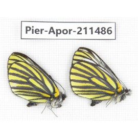 Aporia martineti martineti. China, Sichuan, Ganzi, S Slop of Mt.Gonggashan. 2M. Pier-Apor-211486.