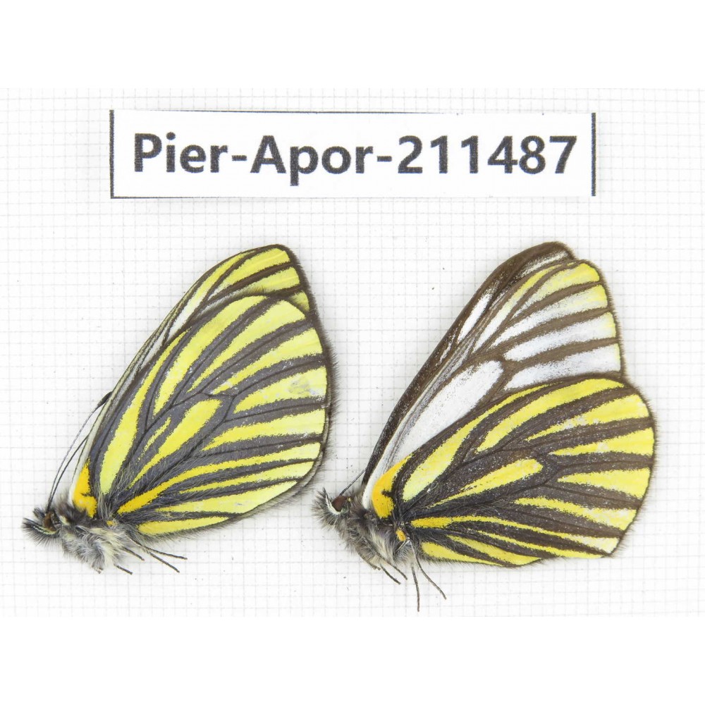 Aporia martineti martineti. China, Sichuan, Ganzi, S Slop of Mt.Gonggashan. 2M. Pier-Apor-211487.