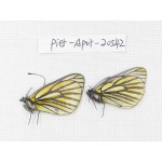 Aporia martineti konbogyandaensis. China, Tibet, Linzhi area, Demula pass. 2M. Pier-Apor-20542.