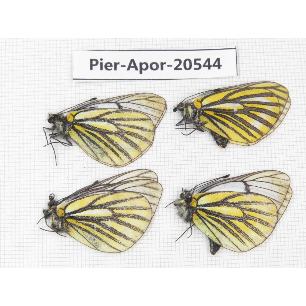 Aporia martineti konbogyandaensis. China, Tibet, Linzhi area, Demula pass. 4M. Pier-Apor-20544.