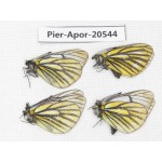 Aporia martineti konbogyandaensis. China, Tibet, Linzhi area, Demula pass. 4M. Pier-Apor-20544.
