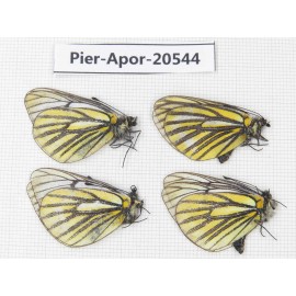 Aporia martineti konbogyandaensis. China, Tibet, Linzhi area, Demula pass. 4M. Pier-Apor-20544.