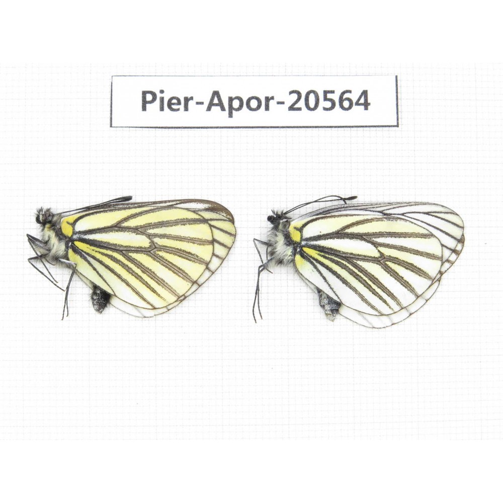 Aporia martineti ssp. China, Tibet, Qamdo area, N of Qamdo town. 2M. Pier-Apor-20564.