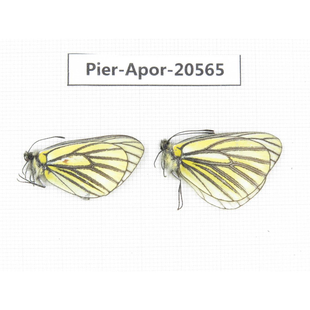 Aporia martineti ssp. China, Tibet, Qamdo area, N of Qamdo town. 2M. Pier-Apor-20565.