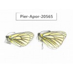 Aporia martineti ssp. China, Tibet, Qamdo area, N of Qamdo town. 2M. Pier-Apor-20565.