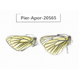 Aporia martineti ssp. China, Tibet, Qamdo area, N of Qamdo town. 2M. Pier-Apor-20565.