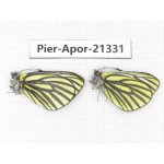 Aporia martineti ssp. China, Tibet, Qamdo, Gongjue county. 2M. Pier-Apor-21331.