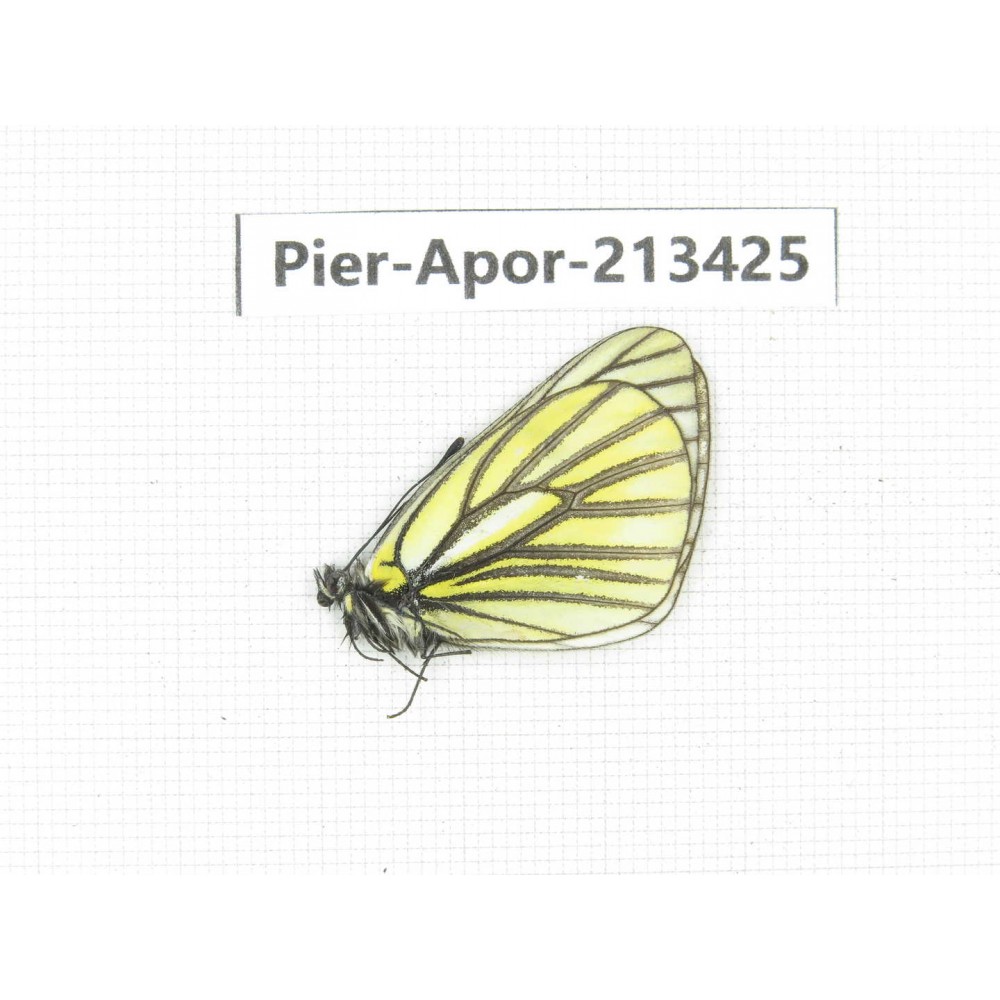 Aporia martineti ssp. China, Tibet, Qamdo, Mt.Zonglashan. 1M. Pier-Apor-213425.