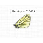 Aporia martineti ssp. China, Tibet, Qamdo, Mt.Zonglashan. 1M. Pier-Apor-213425.