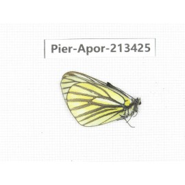 Aporia martineti ssp. China, Tibet, Qamdo, Mt.Zonglashan. 1M. Pier-Apor-213425.