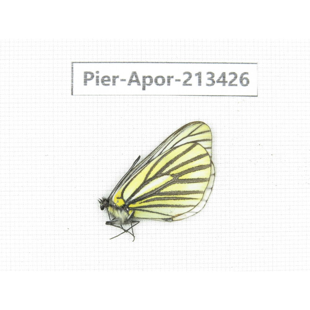 Aporia martineti ssp. China, Tibet, Qamdo, Mt.Zonglashan. 1M. Pier-Apor-213426.