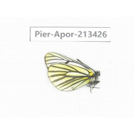 Aporia martineti ssp. China, Tibet, Qamdo, Mt.Zonglashan. 1M. Pier-Apor-213426.