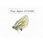 Aporia martineti ssp. China, Tibet, Qamdo, Mt.Zonglashan. 1M. Pier-Apor-213430.