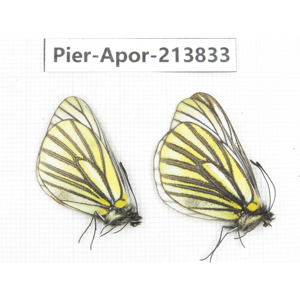 Aporia martineti ssp. China, Tibet, Qamdo, Mt.Zonglashan. 2M. Pier-Apor-213833.