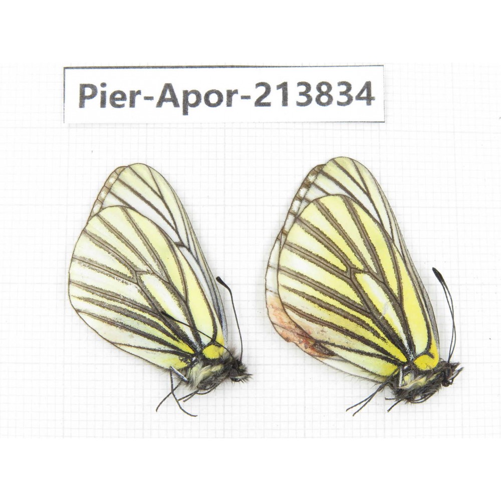 Aporia martineti ssp. China, Tibet, Qamdo, Mt.Zonglashan. 2M. Pier-Apor-213834.