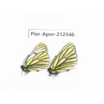 Aporia martineti martineti. China, Yunnan, Xiangerila, Chongjianghe village. 2M. Pier-Apor-212546.