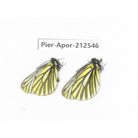 Aporia martineti martineti. China, Yunnan, Xiangerila, Chongjianghe village. 2M. Pier-Apor-212546.