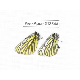 Aporia martineti martineti. China, Yunnan, Xiangerila, Chongjianghe village. 2M. Pier-Apor-212548.