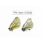 Aporia martineti martineti. China, Yunnan, Xiangerila, Chongjianghe village. 2M. Pier-Apor-212548.
