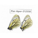 Aporia martineti martineti. China, Yunnan, Xiangerila, Chongjianghe village. 2M. Pier-Apor-212550.