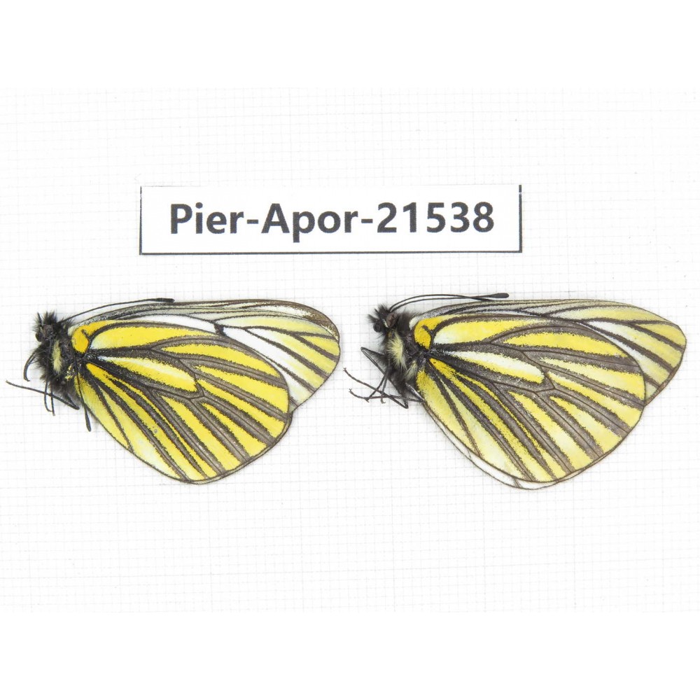 Aporia martineti martineti. China, Yunnan, Xiangerila, Chongjianghe village. 2M. Pier-Apor-21538.
