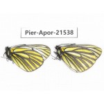 Aporia martineti martineti. China, Yunnan, Xiangerila, Chongjianghe village. 2M. Pier-Apor-21538.