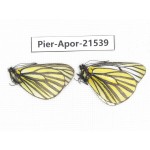 Aporia martineti martineti. China, Yunnan, Xiangerila, Chongjianghe village. 2M. Pier-Apor-21539.