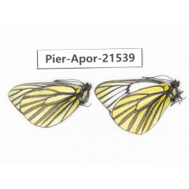 Aporia martineti martineti. China, Yunnan, Xiangerila, Chongjianghe village. 2M. Pier-Apor-21539.