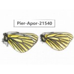 Aporia martineti martineti. China, Yunnan, Xiangerila, Chongjianghe village. 2M. Pier-Apor-21540.