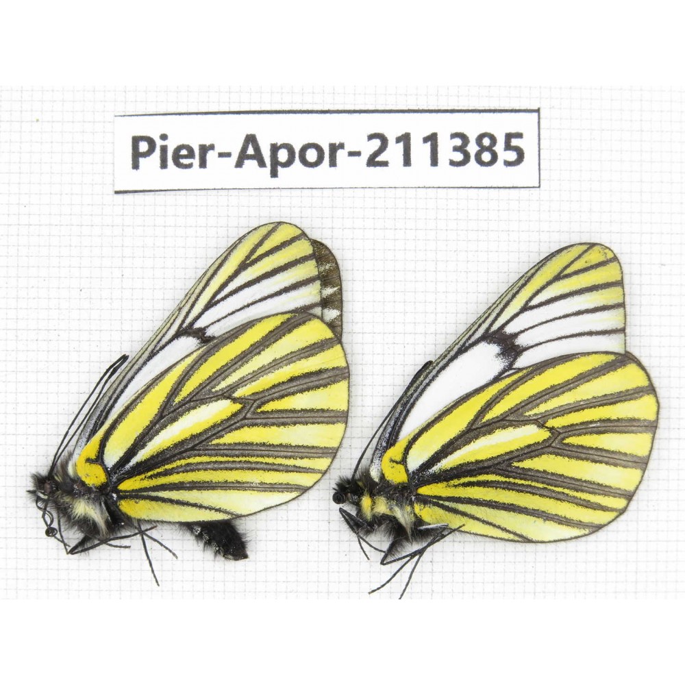 Aporia martineti martineti. China, Yunnan, Xiangerila, S of Weixi county. 2M. Pier-Apor-211385.