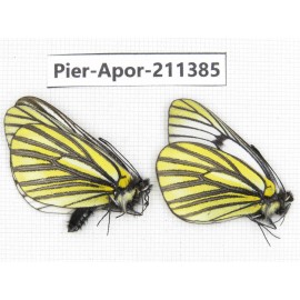 Aporia martineti martineti. China, Yunnan, Xiangerila, S of Weixi county. 2M. Pier-Apor-211385.