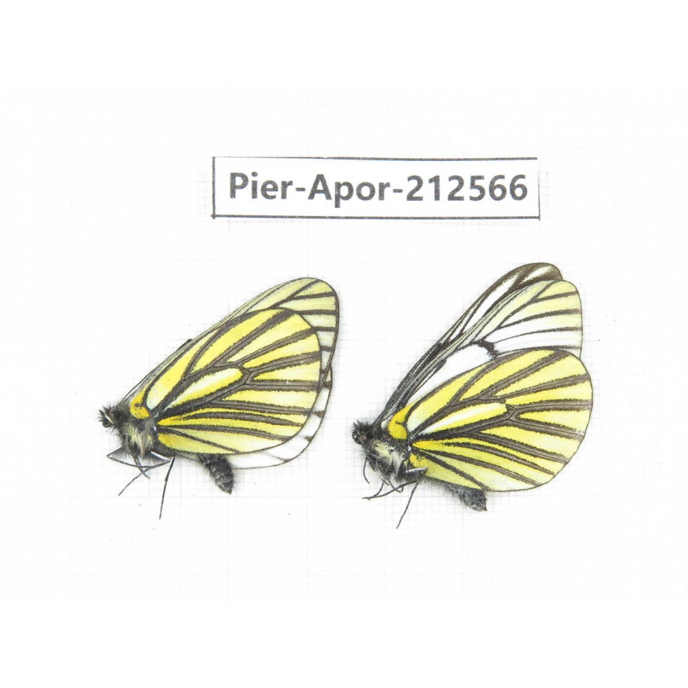 Aporia martineti martineti. China, Yunnan, Xiangerila, Weixi county, N of Mt.Yunling. 2M. Pier-Apor-212566.