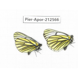 Aporia martineti martineti. China, Yunnan, Xiangerila, Weixi county, N of Mt.Yunling. 2M. Pier-Apor-212566.