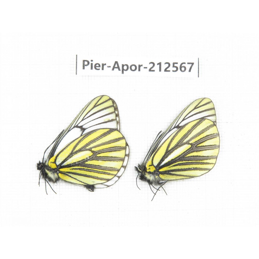 Aporia martineti martineti. China, Yunnan, Xiangerila, Weixi county, N of Mt.Yunling. 2M. Pier-Apor-212567.