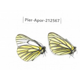 Aporia martineti martineti. China, Yunnan, Xiangerila, Weixi county, N of Mt.Yunling. 2M. Pier-Apor-212567.