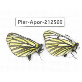 Aporia martineti martineti. China, Yunnan, Xiangerila, Weixi county, N of Mt.Yunling. 2M. Pier-Apor-212569.