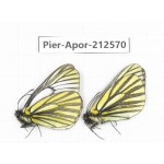 Aporia martineti martineti. China, Yunnan, Xiangerila, Weixi county, N of Mt.Yunling. 2M. Pier-Apor-212570.