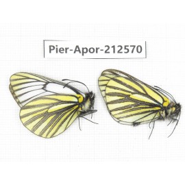 Aporia martineti martineti. China, Yunnan, Xiangerila, Weixi county, N of Mt.Yunling. 2M. Pier-Apor-212570.