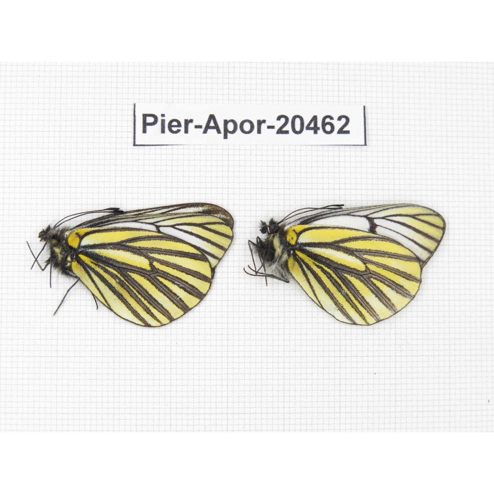 Aporia martineti martineti. China, Yunnan, Xiangerila, about 20km W of Baoshan village. 2M. Pier-Apor-20462.