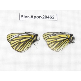 Aporia martineti martineti. China, Yunnan, Xiangerila, about 20km W of Baoshan village. 2M. Pier-Apor-20462.