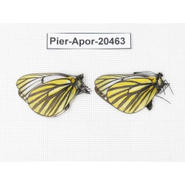 Aporia martineti martineti. China, Yunnan, Xiangerila, about 20km W of Baoshan village. 2M. Pier-Apor-20463.