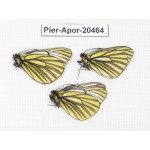 Aporia martineti martineti. China, Yunnan, Xiangerila, about 20km W of Baoshan village. 3M. Pier-Apor-20464.